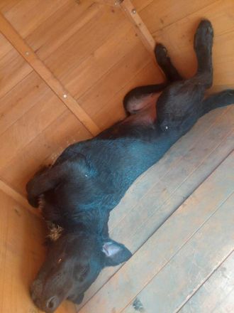 Feri, hat das Zeug für einen tollen Familienhund Tierschutz