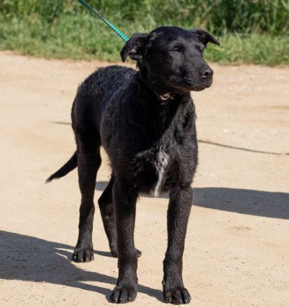 Feri, hat das Zeug für einen tollen Familienhund Tierschutz