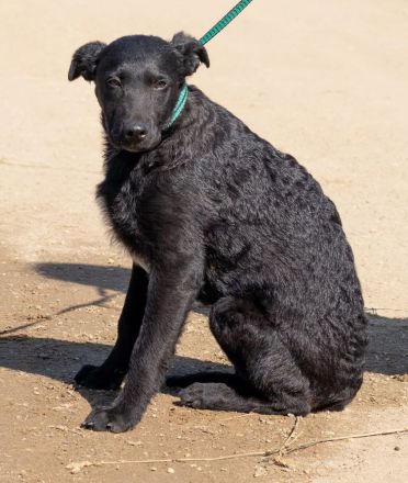 Feri, hat das Zeug für einen tollen Familienhund Tierschutz