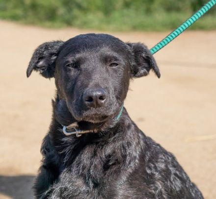 Feri, hat das Zeug für einen tollen Familienhund Tierschutz