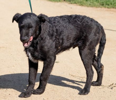 Feri, hat das Zeug für einen tollen Familienhund Tierschutz