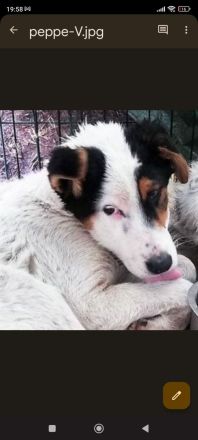 Peppe – Ein Herz, das Hoffnung braucht!