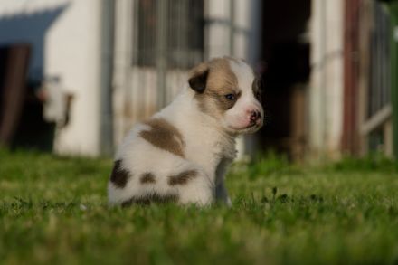 Kleine wunderschöne Mischlingswelpen