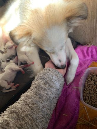 Kleine wunderschöne Mischlingswelpen