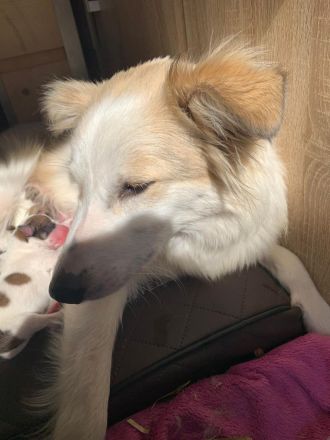 Kleine wunderschöne Mischlingswelpen