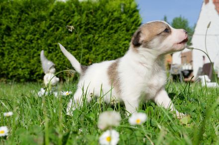 Kleine wunderschöne Mischlingswelpen