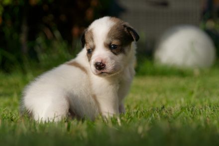 Kleine wunderschöne Mischlingswelpen