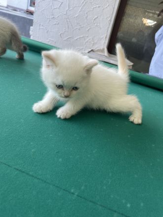 Britisch Kurzhaar Kitten