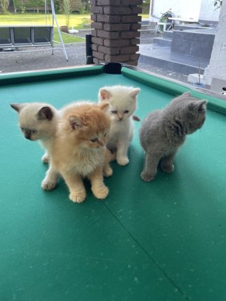 Britisch Kurzhaar Kitten