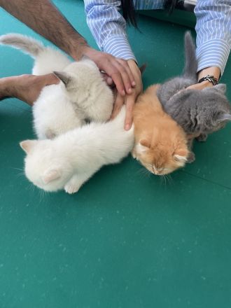 Britisch Kurzhaar Kitten