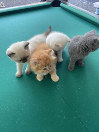 Britisch Kurzhaar Kitten