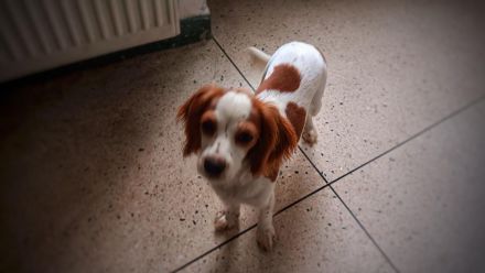 Wunderschöne Cockalier Hündin zu verkaufen