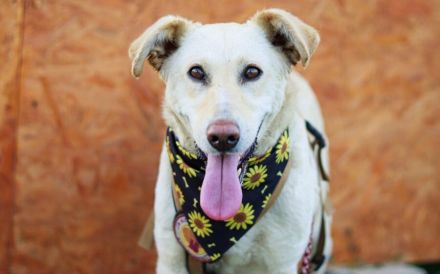 Freundliche und liebenswerte Demi sucht ihr Rudel