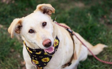 Freundliche und liebenswerte Demi sucht ihr Rudel