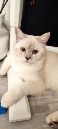 BKH Kater Teddy 8 Monate