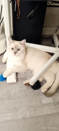 BKH Kater Teddy 8 Monate