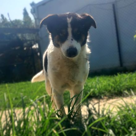 Graues Schnäuzchen Askan / männlich / derzeit noch in Griechenland