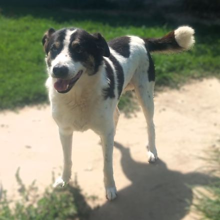 Graues Schnäuzchen Askan / männlich / derzeit noch in Griechenland