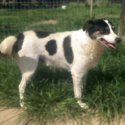 Graues Schnäuzchen Askan / männlich / derzeit noch in Griechenland