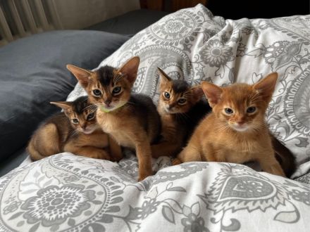 Reinrassige Abessinierkitten in wildfarben und sorrel