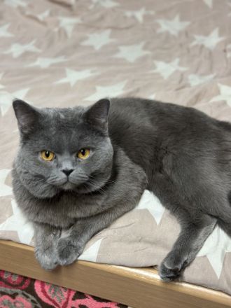 BKH Deckkater reinrassig