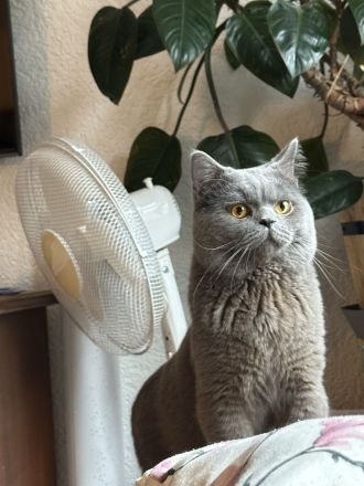 BKH Deckkater reinrassig