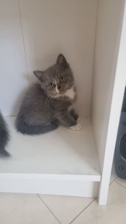 Bkh kitten