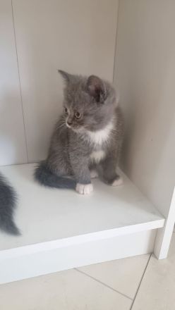 Bkh kitten