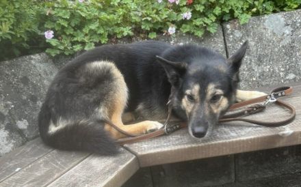 Zuhause gesucht für Lambada