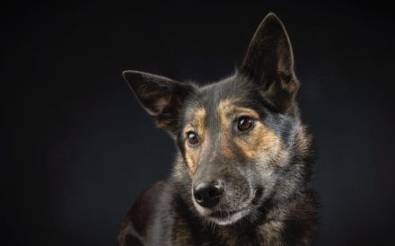 Zuhause gesucht für Lambada