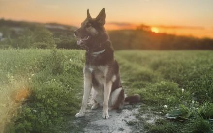 Zuhause gesucht für Lambada