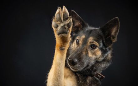 Zuhause gesucht für Lambada