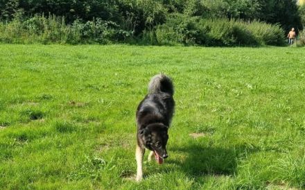 Dean sucht sein Für-Immer-Zuhause