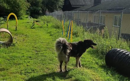 Dean sucht sein Für-Immer-Zuhause