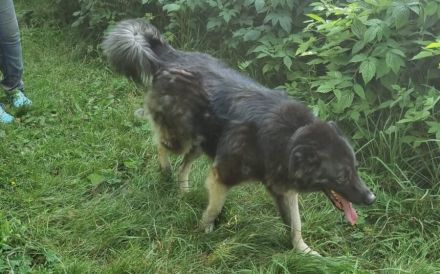 Dean sucht sein Für-Immer-Zuhause