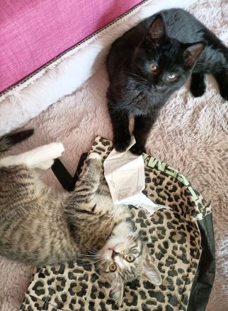 Main coon Mix abzugeben in liebevolle Hände