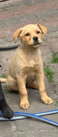 Labrador Schäferhund Mischlingswelpen