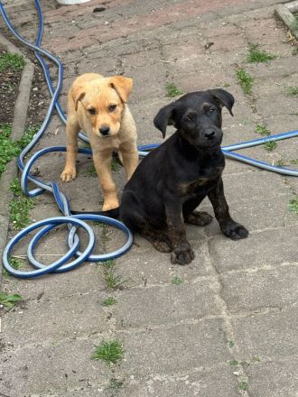 Labrador Schäferhund Mischlingswelpen