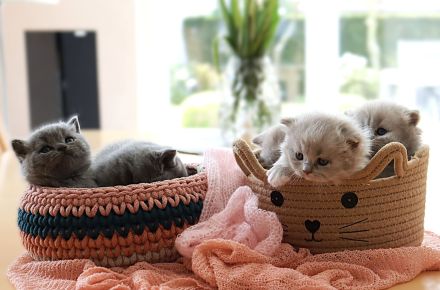 Reinrassige Britischkurzhaar BKH Kitten vom Züchter mit Stammbaum