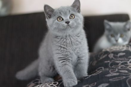 Reinrassige Britischkurzhaar BKH Kitten vom Züchter mit Stammbaum