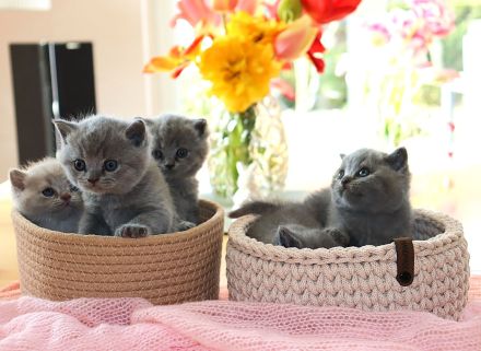 Reinrassige Britischkurzhaar BKH Kitten vom Züchter mit Stammbaum