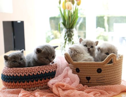 Reinrassige Britischkurzhaar BKH Kitten vom Züchter mit Stammbaum