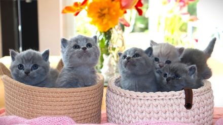 Reinrassige Britischkurzhaar BKH Kitten vom Züchter mit Stammbaum