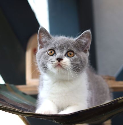 Reinrassige Britischkurzhaar BKH Kitten vom Züchter mit Stammbaum
