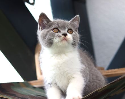 Reinrassige Britischkurzhaar BKH Kitten vom Züchter mit Stammbaum