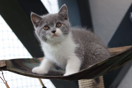 Reinrassige Britischkurzhaar BKH Kitten vom Züchter mit Stammbaum