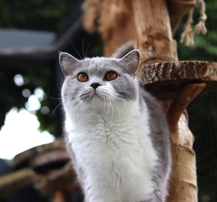 Reinrassige Britischkurzhaar BKH Kitten vom Züchter mit Stammbaum