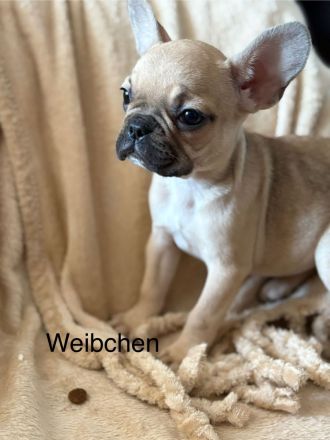 Französische Bulldogge Welpen