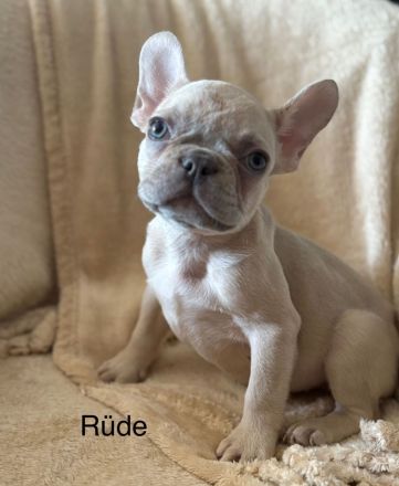 Französische Bulldogge Welpen