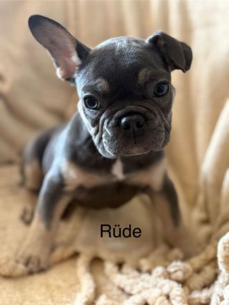 Französische Bulldogge Welpen
